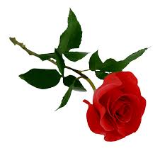 rose png image picture
