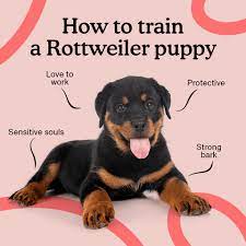 how to train a rottweiler puppy the