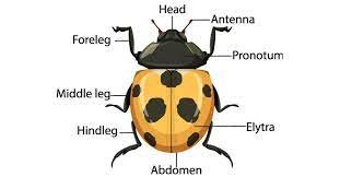 ladybug anatomy learn about nature