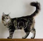 Maine coon cat pictures