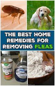 best home remes for removing fleas