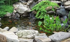 Simple Steps For Cleaning A Fish Pond