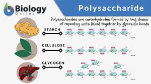 polysaccharide definition and exles