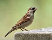 Картинки по запросу Sparrow-ճնճղուկ