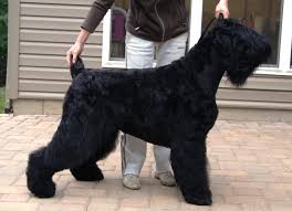 Oiran Iz Sozvezdija Streltsa I Devy Black Russian Terriers