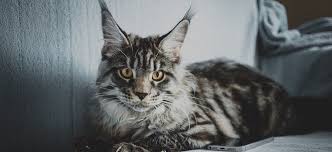 what are the largest cat breeds
