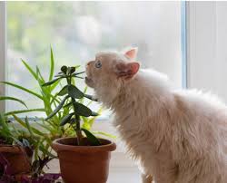 5 Plants That Are Safe For Cats And Dogs