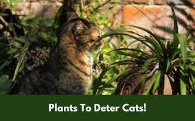4 best plants that will deter cats and