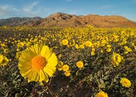 Maybe you would like to learn more about one of these? Wildflowers Death Valley National Park U S National Park Service