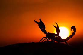Skorpion aszendent skorpion