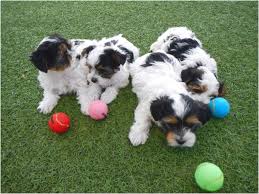 Maybe you would like to learn more about one of these? Shih Tzu Puppies For Sale Virginia Beach