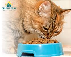 what is the best cat food brightcare