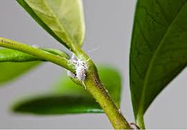 Get Rid Of Mealybugs From Your Garden