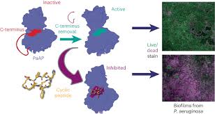An Anti Bio Cyclic Peptide Targets