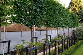Pleached Hornbeam Newly Planted