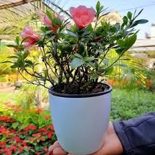 Azalea Flower Plant Wild Roots Buy