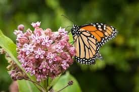 grow milkweed for monarch erflies