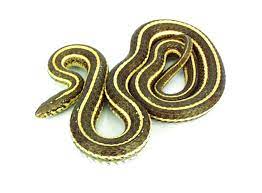 Garter Snake Wet Specimen - Small | Golden Curiosity Shop