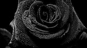 Black Rose Background on WallpaperSafari
