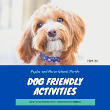 dog friendly activities naples and