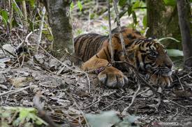 Pemasangan kandang jebak harimau itu merupakan upaya terakhir atau upaya evakuasi. Anak Harimau Sumatera Yang Kena Jerat Dilepas Ke Hutan Gunung Leuser Antara News
