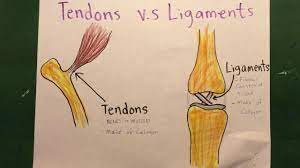They are remarkably strong, having one of the highest tensile strengths found among soft tissues. Difference Between Tendons And Ligaments Youtube