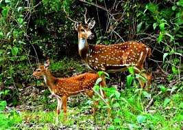 Spotted Deer Couple | @ Tholpetty Wildlife Sanctuary | Anindya Sankar Dey |  Flickr