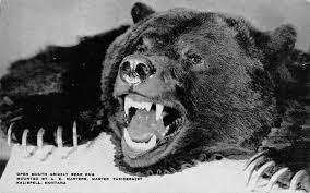 kalispell mt montana grizzly bear rug