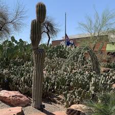 ethel m botanical cactus garden