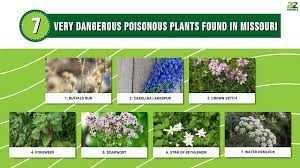 Poisonous Plants Found In Missouri