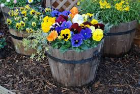 how to plant pansies gardening tips