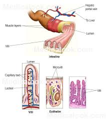 Small Intestine Human Anatomy Organs