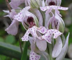 Neotinea lactea (Milky Orchid) : MaltaWildPlants.com - the online ...