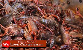 texas crawfish suppliers dealers