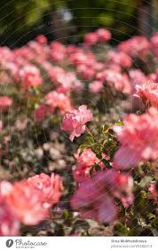 pink roses in the garden vertical