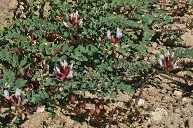 Astragalus maritimus, flora di Sardegna