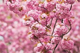 top 6 trees with pink and white flowers