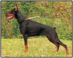 Doberman puppies or doberman pinschers are a medium to large breed of domestic dog that was originally developed around 1890 in germany as a working dog. Dobermann Puppies And Dogs For Sale Jelena Dogshows