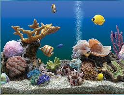 avanquest marine aquarium deluxe