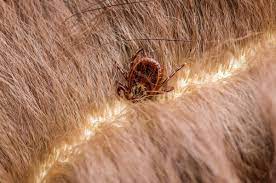 how to remove a tick head from a dog or cat