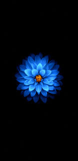 wallpaper 1440x2960 blue flower