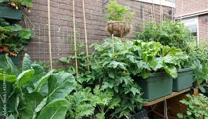 Fresh Organic Vegetable Garden With