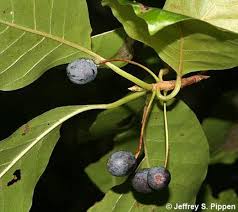 The small blue berries can be a nuisance as they attract birds. An Autumn Masterpiece Black Gum Gardening And Such