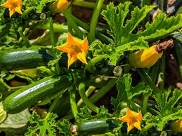 The first thing you need to do is to create hills for your plants. The Best Companion Plants For Zucchini And Squash