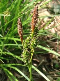 Carex umbrosa · iNaturalist