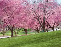 4 best cherry trees to grow in the south