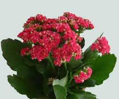 La pianta con fiori rosa per eccellenza è il pesco. K Di Kalanchoe Blossfeldiana E Calandiva Come Coltivare Questa Pianta Grassa Da Fiore E Farla Rifiorire Con Poche Cure