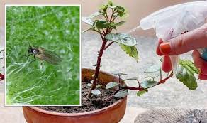 Get Rid Of Fungus Gnats On Plants