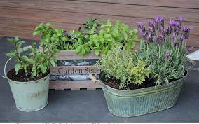 How To Grow Herbs All Year Round For