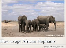 How To Age African Elephants